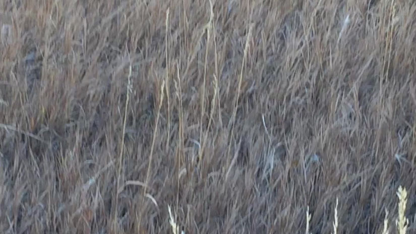 Barley retriever training